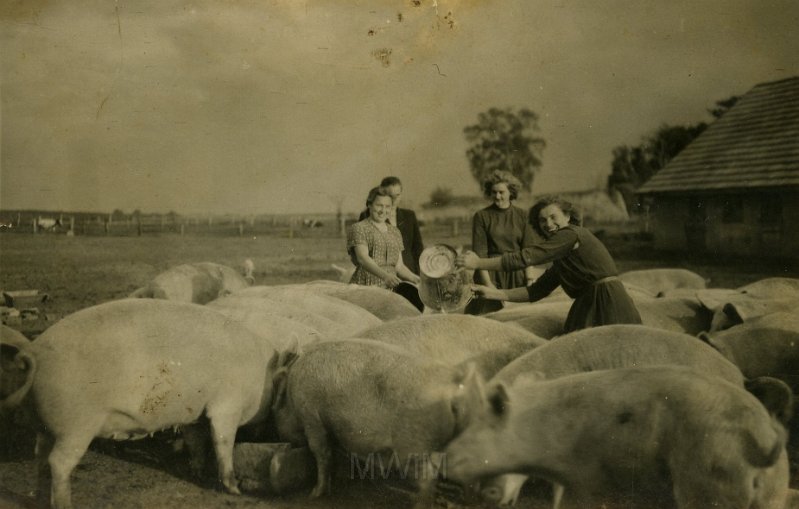 KKE 4175.jpg - Pierwszy od lewej: Stanisława Gawryś w pracy, Załuski, 1954 r.